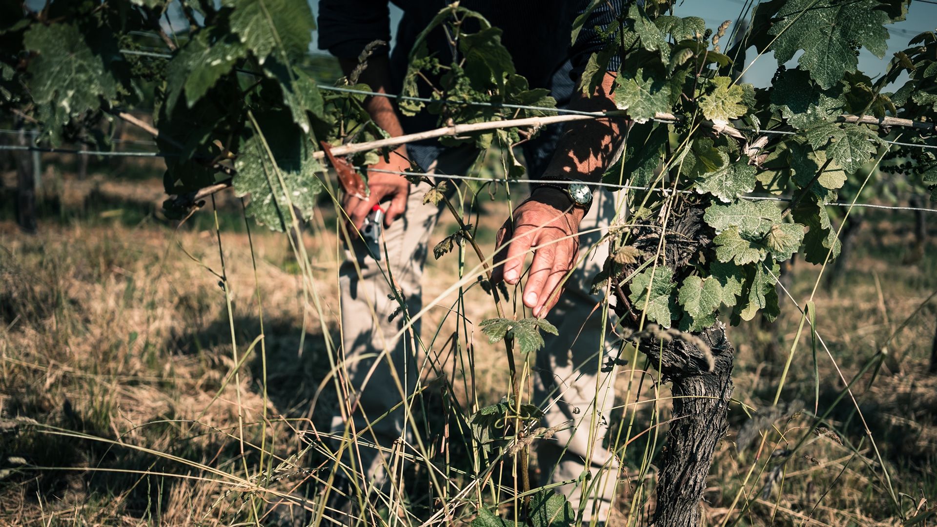 WineryHicks_HaendeArbeitRebstock_color