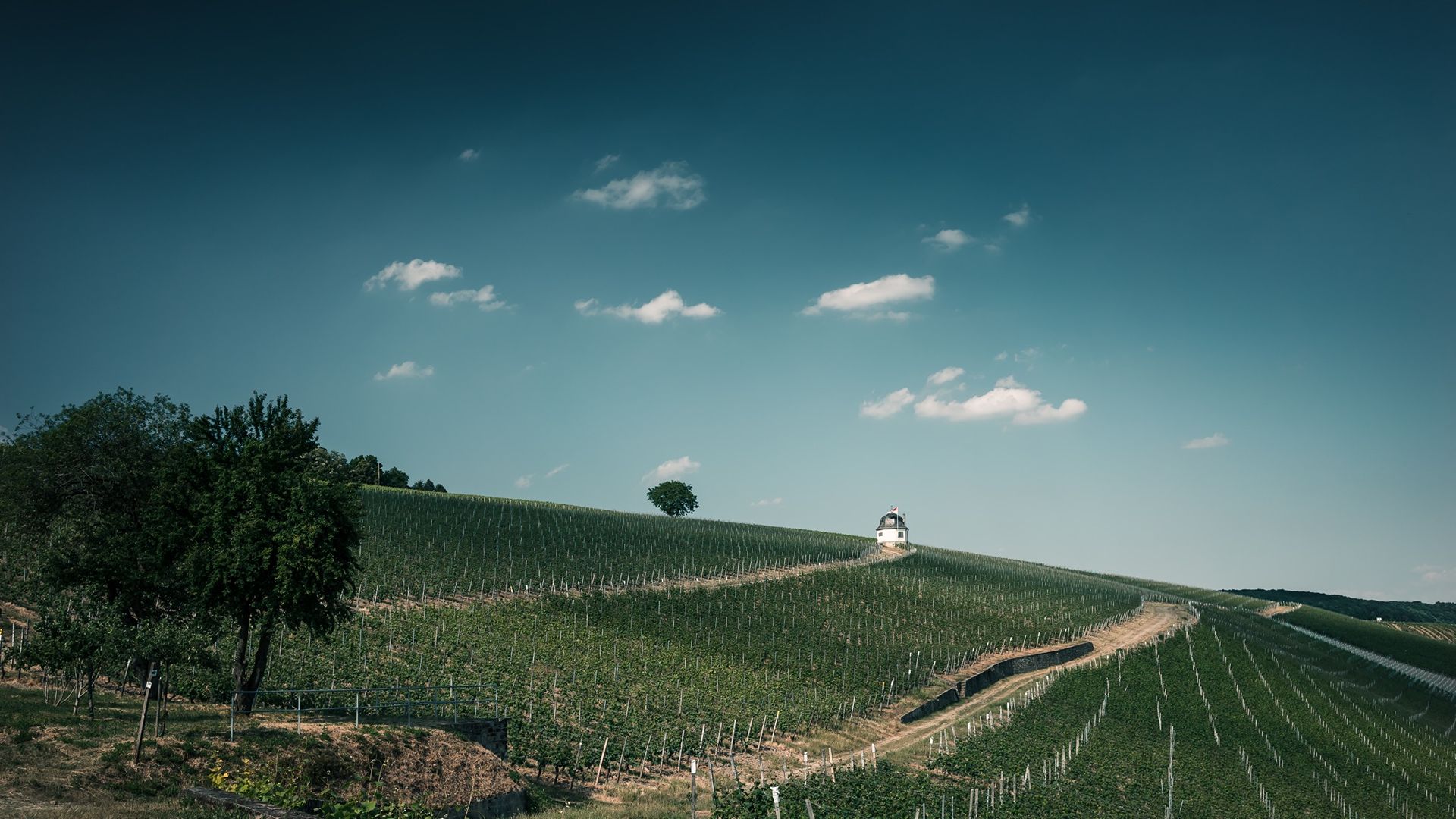 View of the Rauenthaler Wülfen, where the vineyards of Winery J. Hicks are situated.