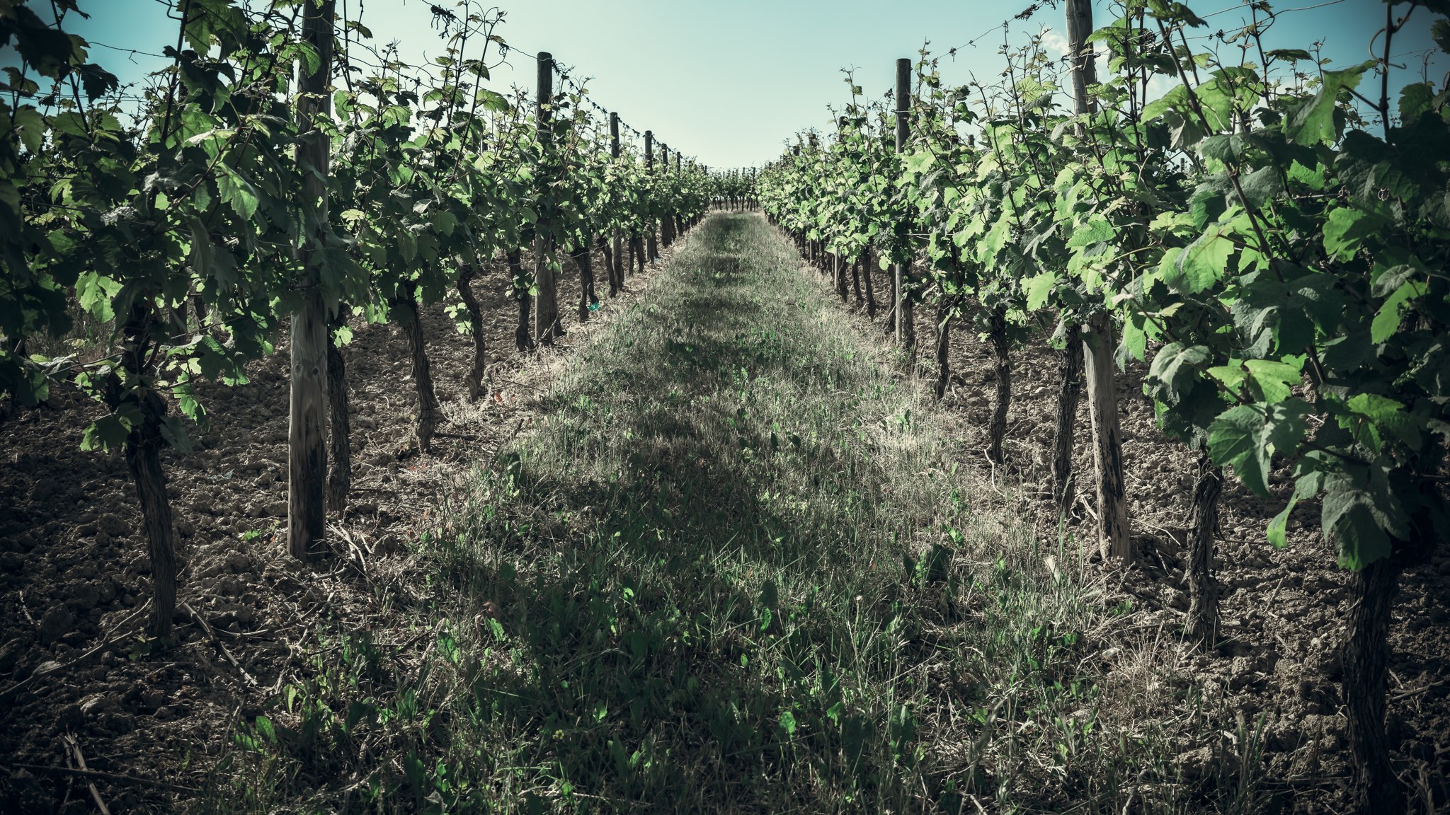 WineryHicks_Weinstoecke